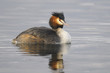 Great Crested Grebe,  Podiceps cristatus Linnaeus