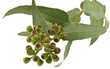 eucalyptus