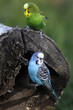 Wellensittiche in einer Freiflug-Voliere