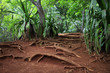 Tropical forest