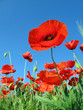 poppies