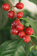 Coffea arabica, coffee tree, Kaffeekirschen