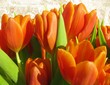 Blooming orange tulip flowers at springtime