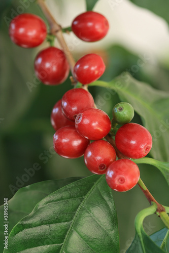 Photo: Coffea arabica, coffee tree, Kaffeekirschen Coffea arabica, coffee tree, Kaffeekirschen