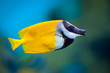 Photo: Siganus vulpinus Siganus vulpinus