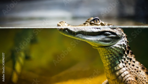 Photo: Caiman crocodilus Caiman crocodilus