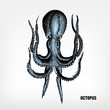 Engraving vintage Octopus.
