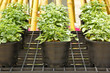 Ornamental plants Ornamental plants