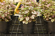 Ornamental plants Ornamental plants