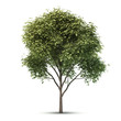 Isolated Tree.