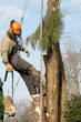 Photo: Man lowering a section of tree Man lowering a section of tree
