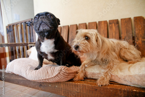 Photo: 犬 犬