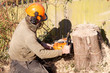 Photo: Man with chainsaw cutting last of trunk Man with chainsaw cutting last of trunk