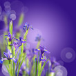 Iris, fond violet et bokeh