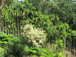 jungle