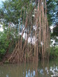mangrove