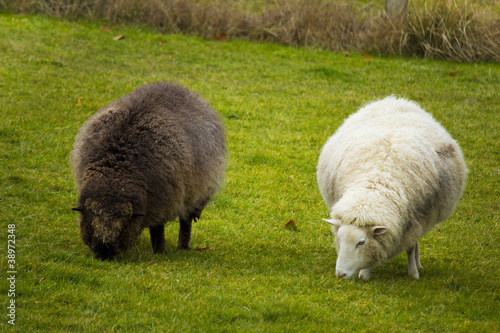 Photo: Black and White sheep Black and White sheep