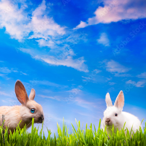 Photo: art couple little Easter rabbits on green grass art couple little Easter rabbits on green grass