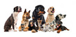 groupe de chiens