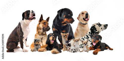 Photo: groupe de chiens groupe de chiens