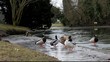 canard canard