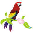 parrot ara
