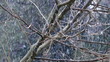 Snowing on tree branches