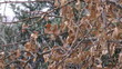 Snow falling  on tree covered with dead leaves