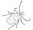 House dust mite