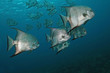 Photo: Atlantic Spadefish (Chaetodipterus faber) - Cozumel Atlantic Spadefish (Chaetodipterus faber) - Cozumel