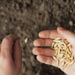 sowing weat