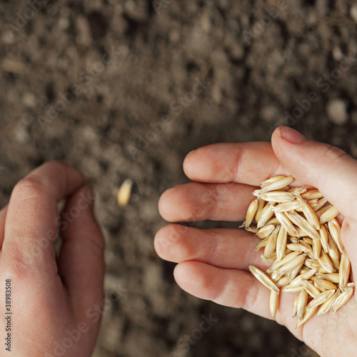 Photo: sowing weat sowing weat