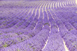 Photo: lavender field, Plateau de Valensole, Provence, France lavender field, Plateau de Valensole, Provence, France