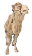 Photo: Camel isolated on white background Camel isolated on white background
