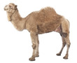 Camel isolated on white background