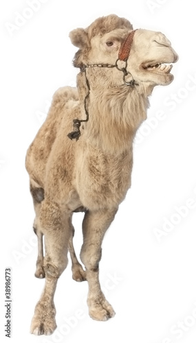 Photo: Camel isolated on white background Camel isolated on white background