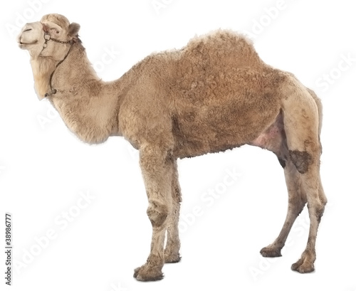 Photo: Camel isolated on white background Camel isolated on white background