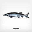 Engraving vintage Barracuda.