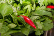 hot red pepper