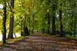 autumn road