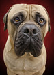 Bullmastiff