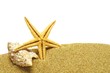 seastar and sand bank