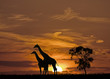 Photo: Sunset and The Giraffes silhouette in Africa Sunset and The Giraffes silhouette in Africa