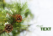 Pine tree