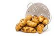 Kartoffeln frisch geerntet