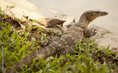 Photo: Thai dragon Thai dragon