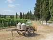 Vino in Toskana, Val d'Orcia, Italien