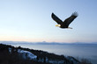 Blad eagle