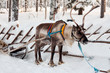 reindeer and sleigh