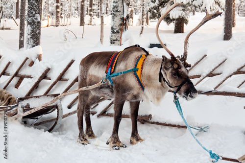 Photo: reindeer and sleigh reindeer and sleigh